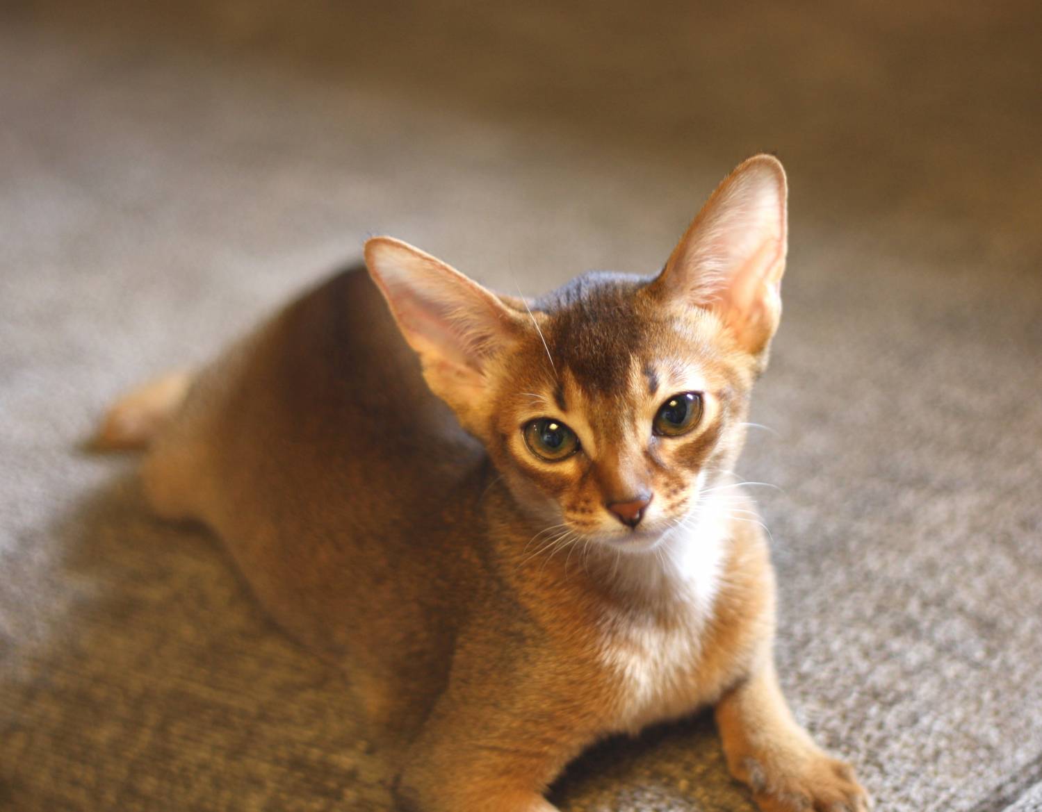 Рассмотрите фотографию кошки породы абиссинская. Кот породы абиссинец. Абиссинская Ориентальная кошка. Эфиопская кошка абиссинец. Абиссинская кошка голубая.